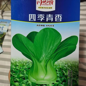 四季青菜种子，青梗菜小白菜种子