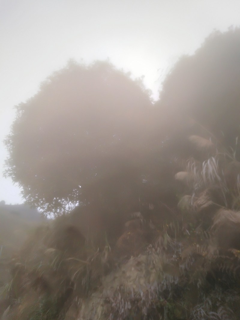 桂花树