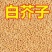 中药材白芥子种子籽白芥末籽白芥子粉芥菜子种子白芥末粉5