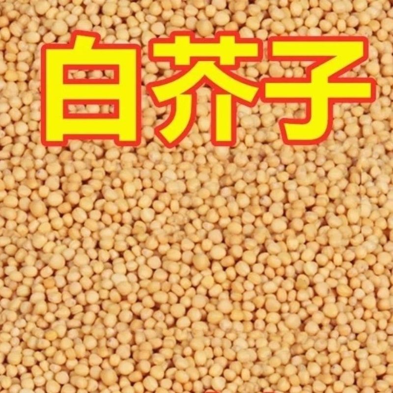 中药材白芥子种子籽白芥末籽白芥子粉芥菜子种子白芥末粉5