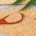 中药材白芥子种子籽白芥末籽白芥子粉芥菜子种子白芥末粉5