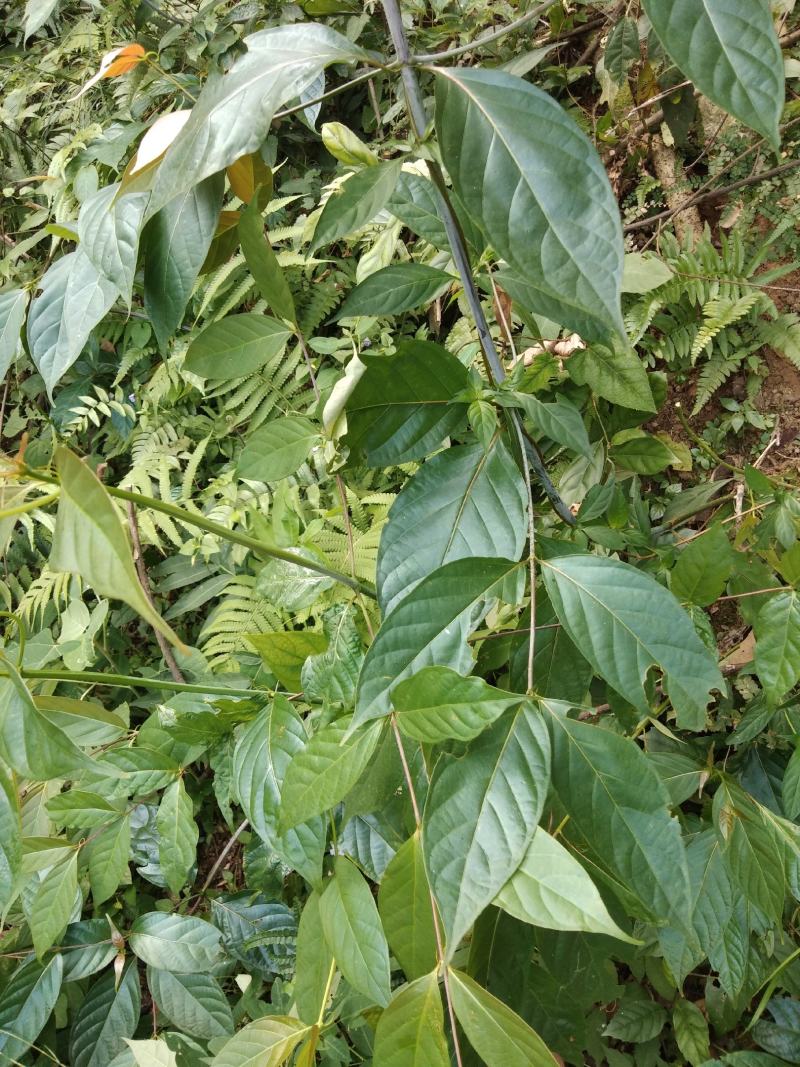 江西双钩藤根鲜货根条500克