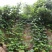 葛藤种子护坡种籽百花银背藤野葛根边坡绿化藤本植物沙土巩固