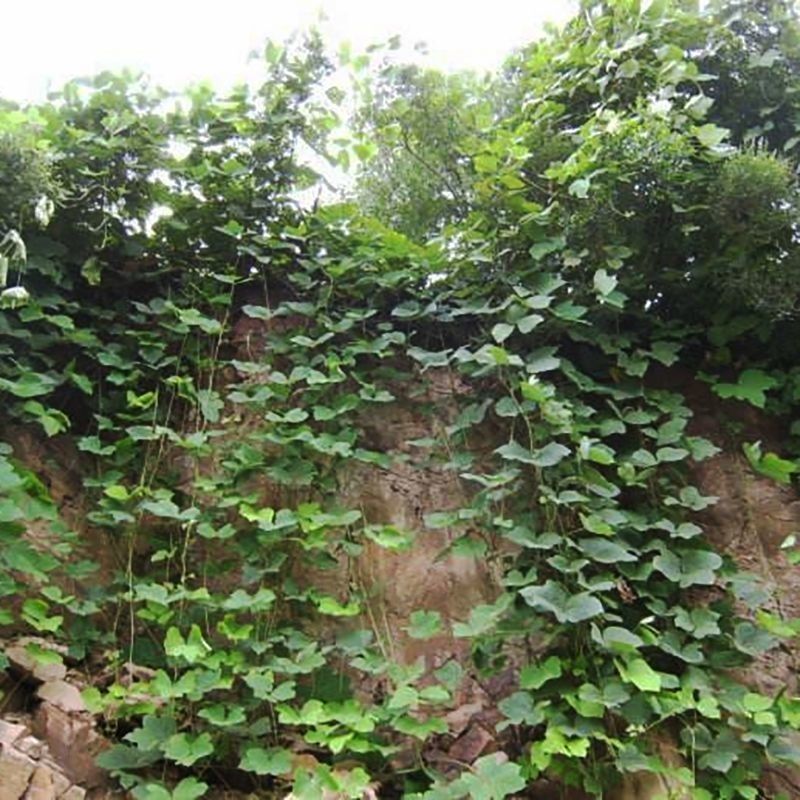 葛藤种子护坡种籽百花银背藤野葛根边坡绿化藤本植物沙土巩固