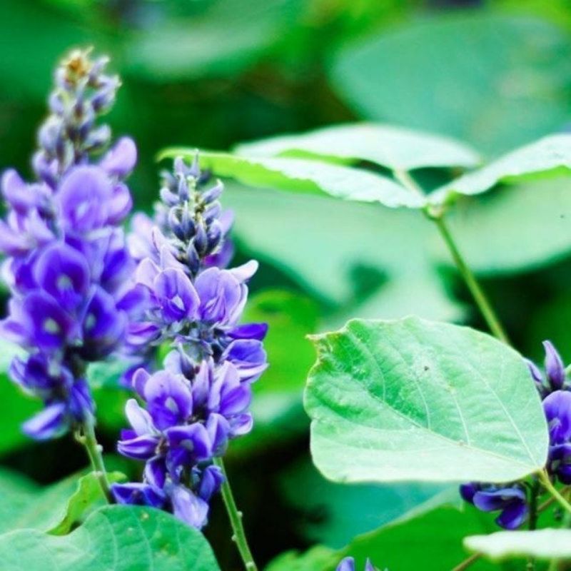 葛藤种子护坡种籽百花银背藤野葛根边坡绿化藤本植物沙土巩固