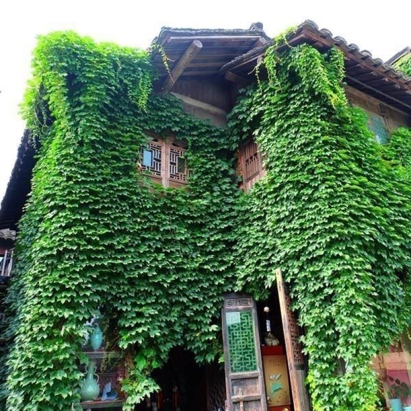 葛藤种子护坡种籽百花银背藤野葛根边坡绿化藤本植物沙土巩固