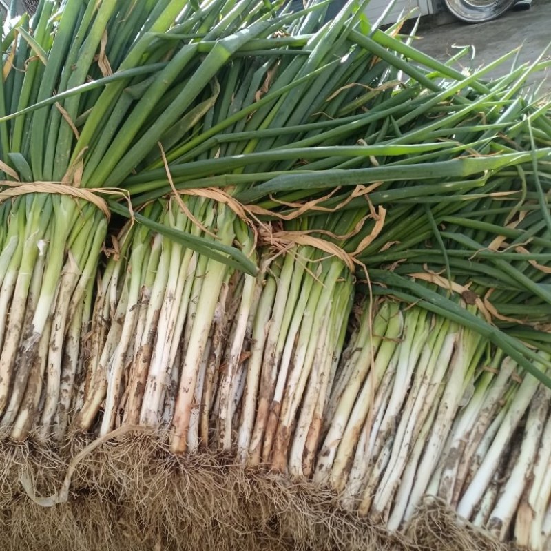 黄葱大量现货