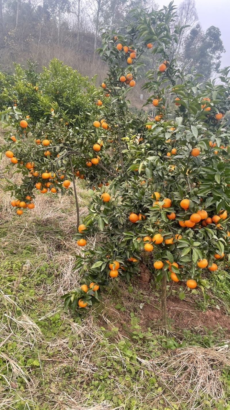 本地沃柑原图原相机自家种植果实光滑口感没得塌的