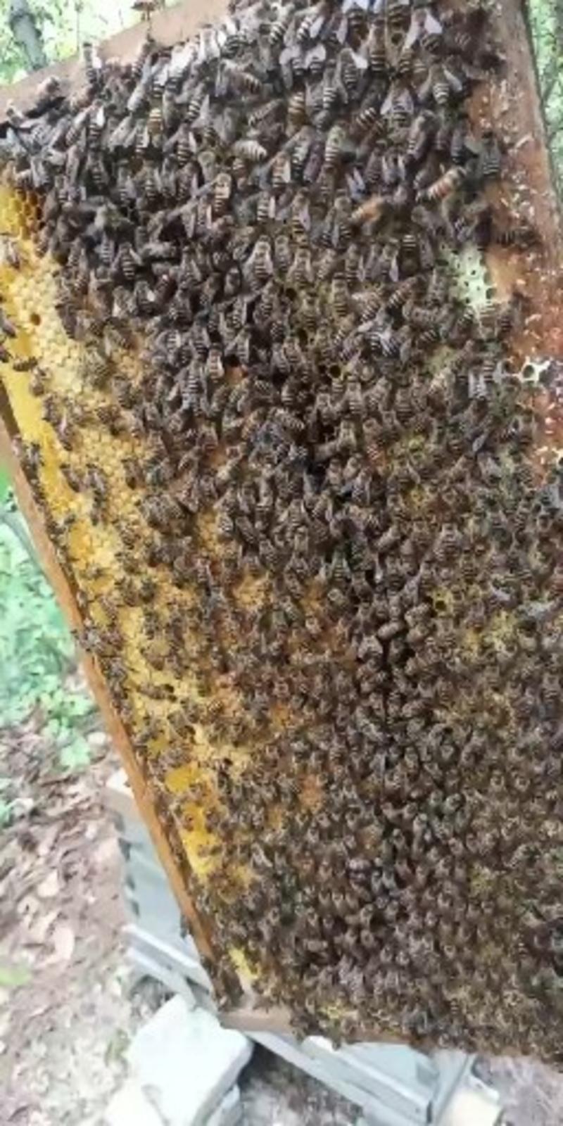 中华小蜜蜂，三至六脾授粉采蜜兼用型中蜂群。