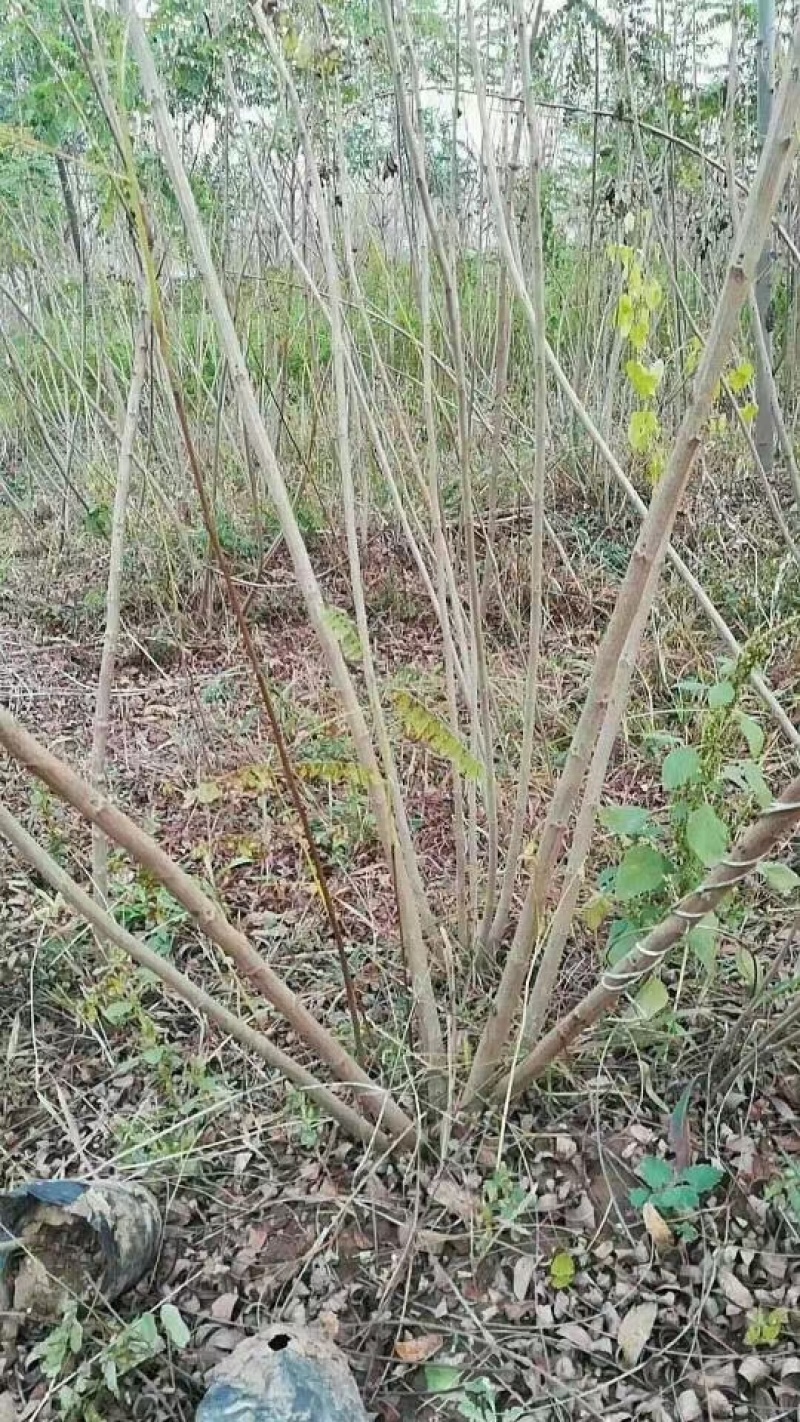 苗木基地供应紫穗槐，丛生紫穗槐，紫穗槐杯苗，护坡绿化苗木