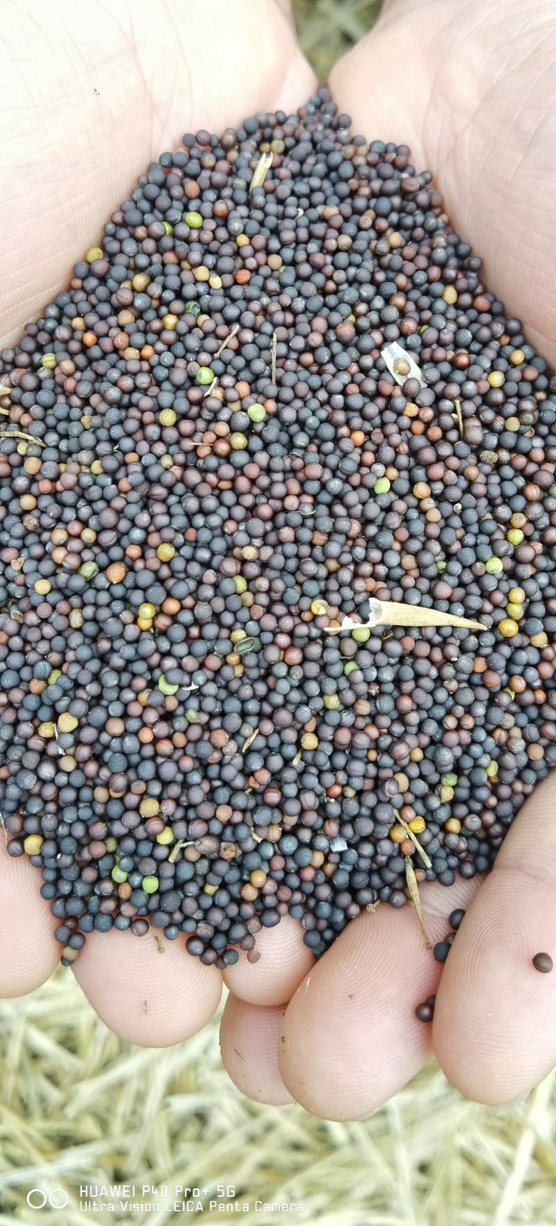 马关菜籽