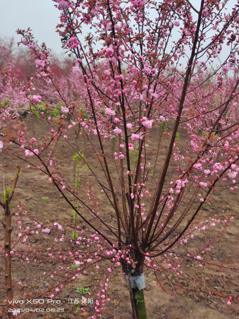 梅花基地低价供应榆叶梅，丛生榆叶梅，红叶榆叶梅