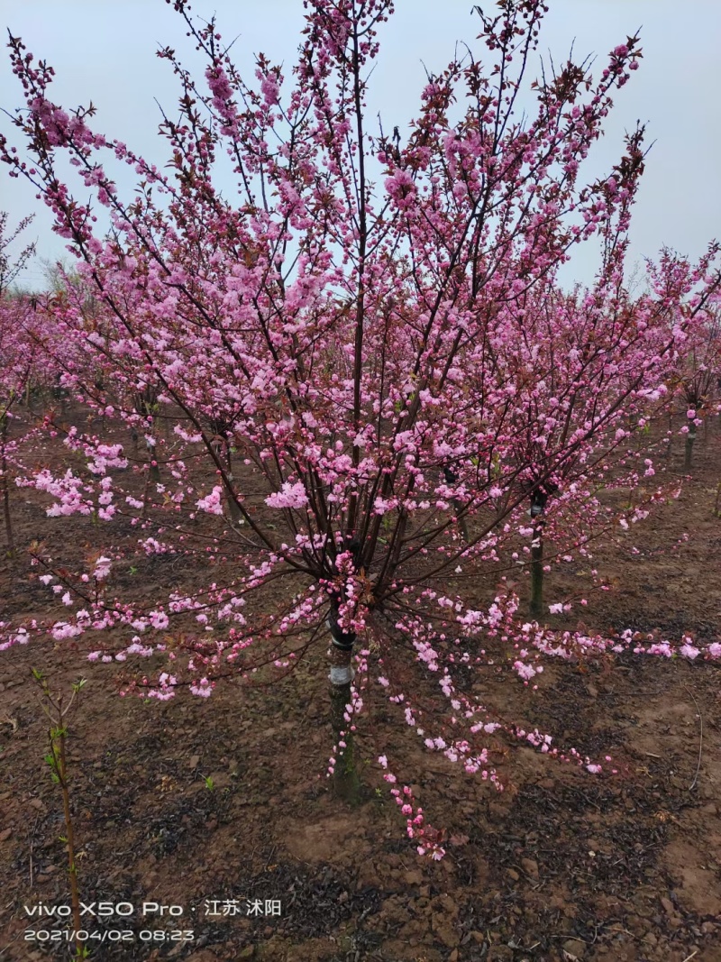 梅花基地低价供应榆叶梅，丛生榆叶梅，红叶榆叶梅