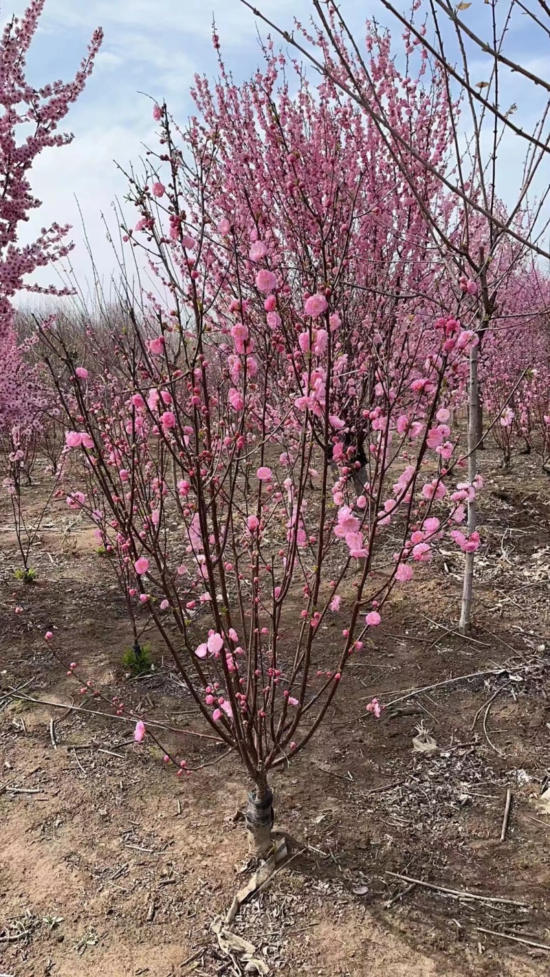 梅花基地低价供应榆叶梅，丛生榆叶梅，红叶榆叶梅