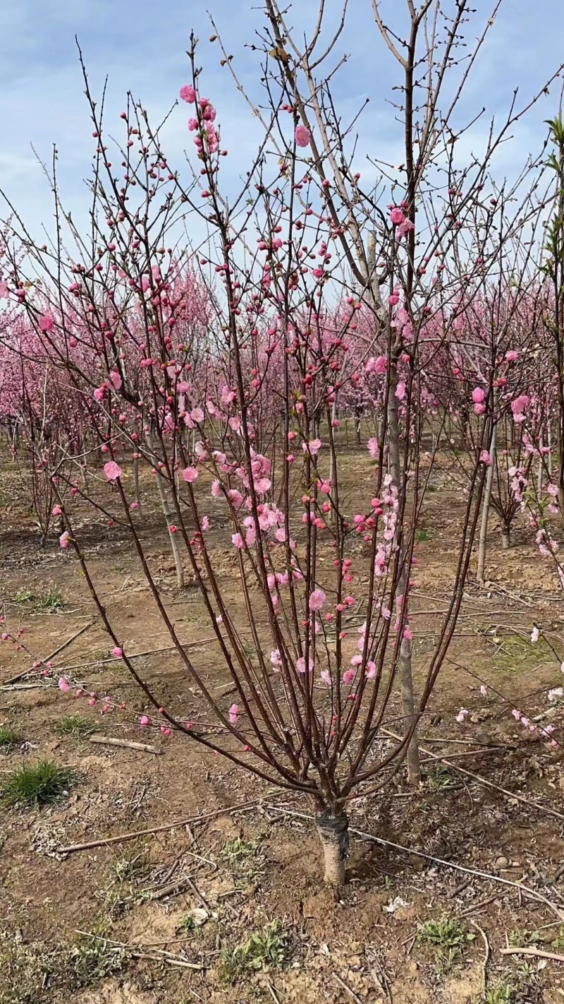梅花基地低价供应榆叶梅，丛生榆叶梅，红叶榆叶梅