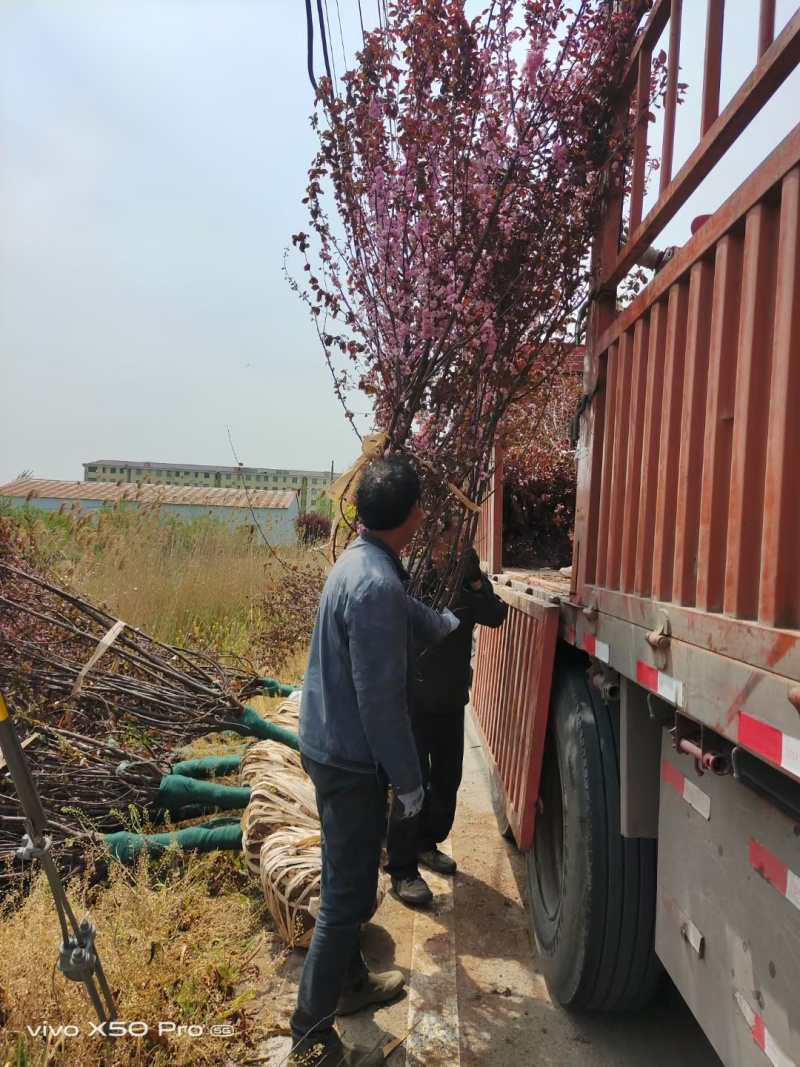 梅花基地低价供应榆叶梅，丛生榆叶梅，红叶榆叶梅