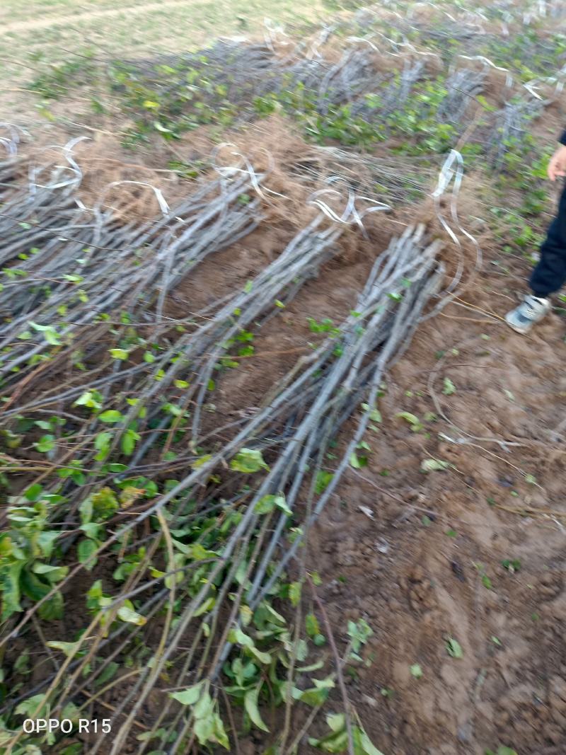 新华梨苗：超越梨苗、柱状梨苗、秋月梨苗、，产地：河南漯河