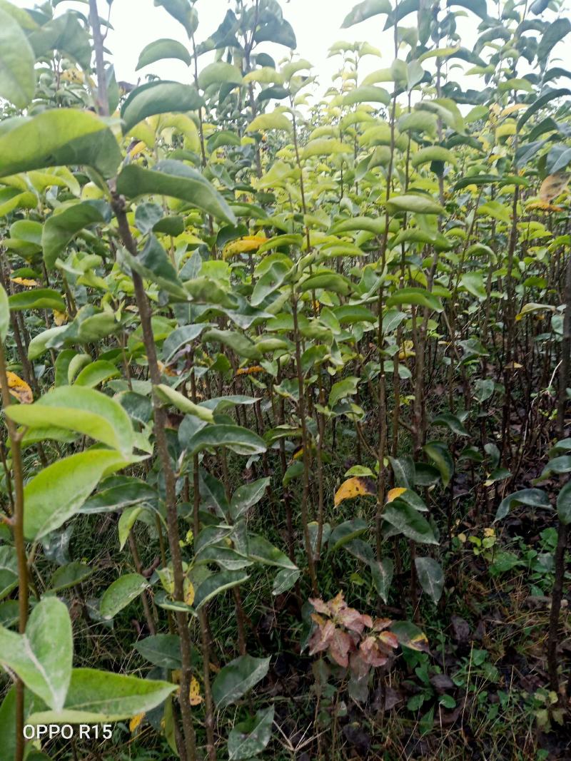 新华梨苗：超越梨苗、柱状梨苗、秋月梨苗、，产地：河南漯河