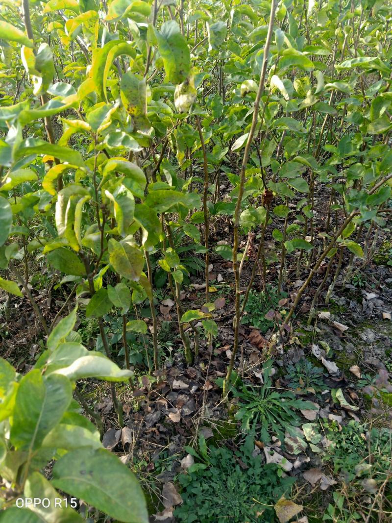 新华梨苗：超越梨苗、柱状梨苗、秋月梨苗、，产地：河南漯河