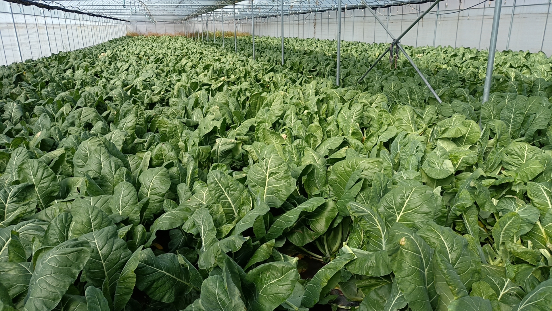 松花菜育苗阶段