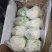 福建有机花面白无根小米粒松散个头小商超电商货源充足质量好