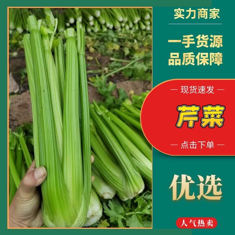 山东菏泽芹菜西芹大中小毛菜净菜电商市场食品厂外贸
