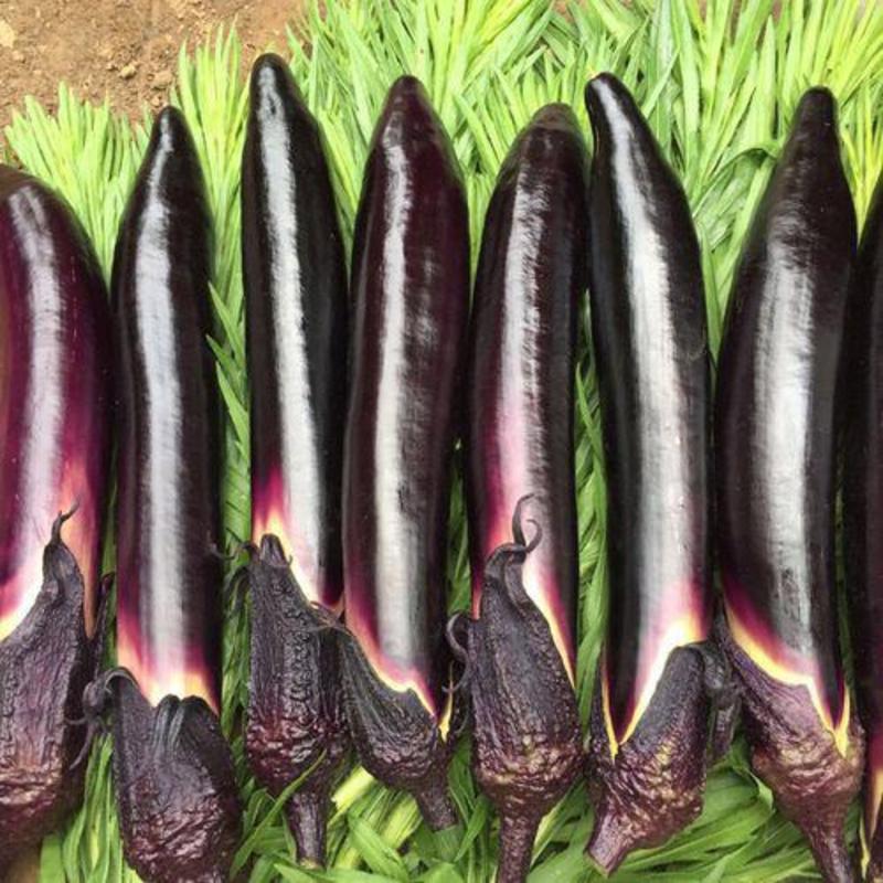 紫红长茄子苗烧烤茄，颜色油亮，品相好，抗病能力强，包技术