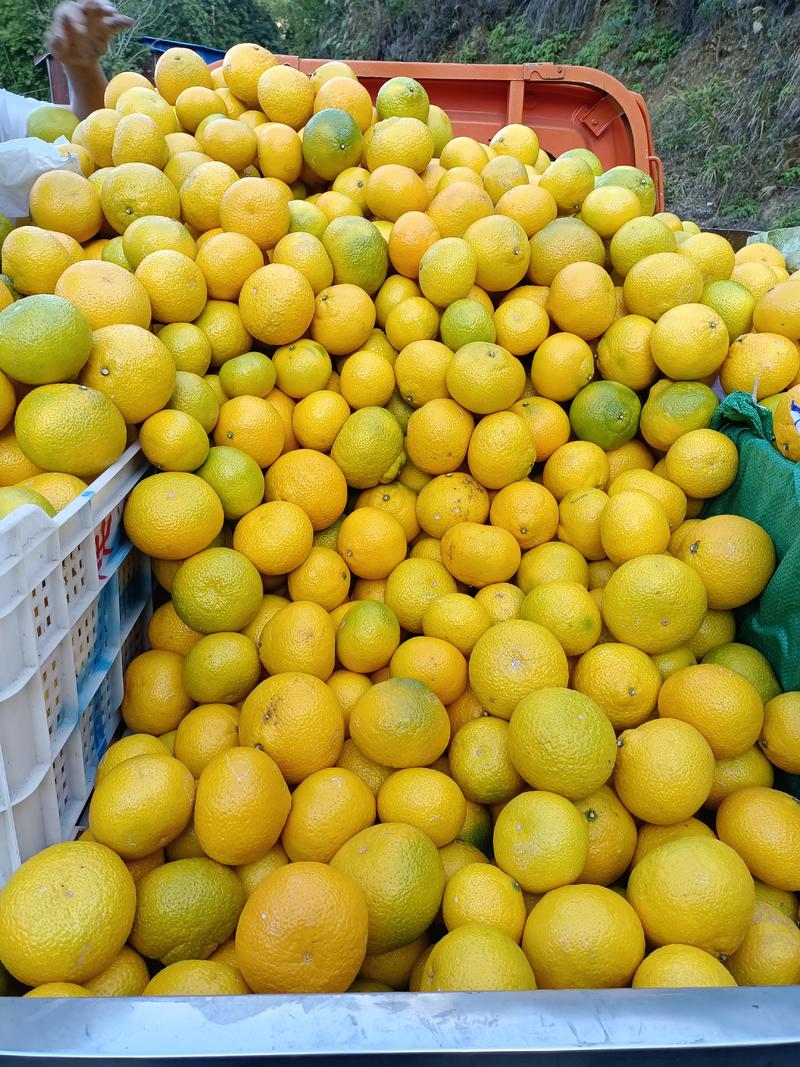 福建省建阳甜桔柚大量出售中，物美价廉，欢迎惠顾