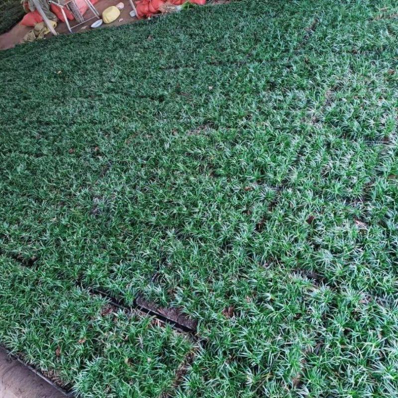 批发日本矮麦冬草，麦冬草，穴盘矮麦冬草