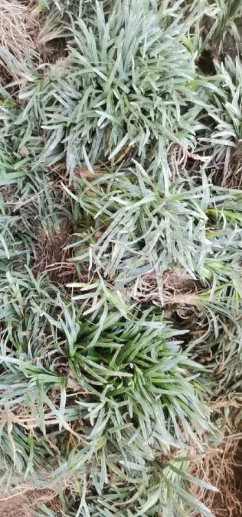 批发日本矮麦冬草，麦冬草，穴盘矮麦冬草