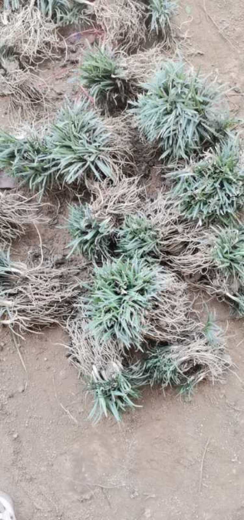 批发日本矮麦冬草，麦冬草，穴盘矮麦冬草