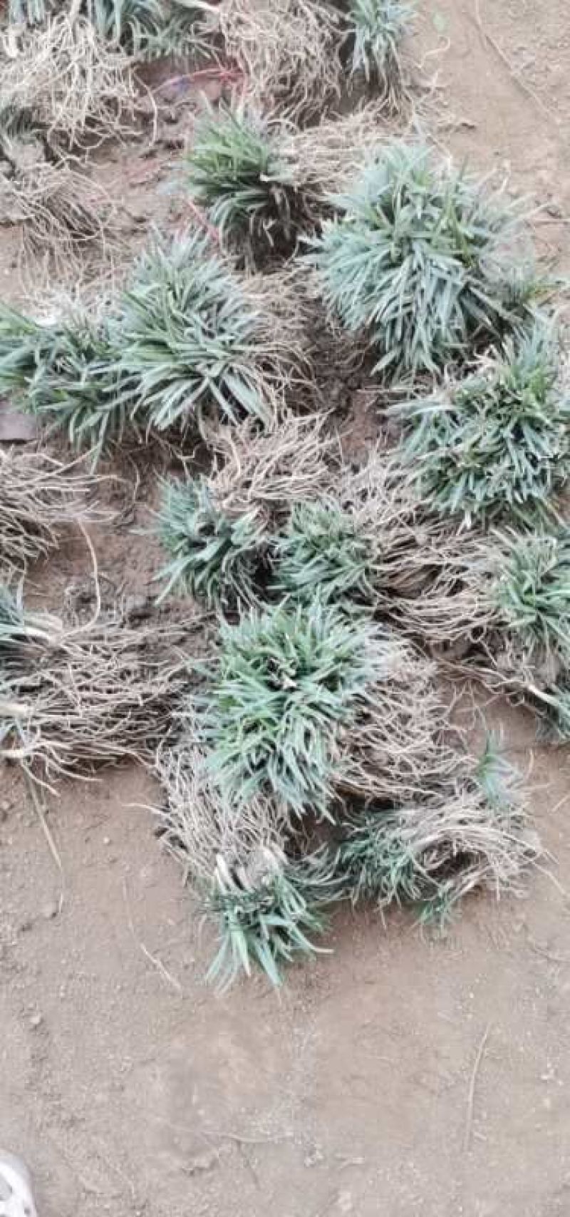批发日本矮麦冬草，麦冬草，穴盘矮麦冬草