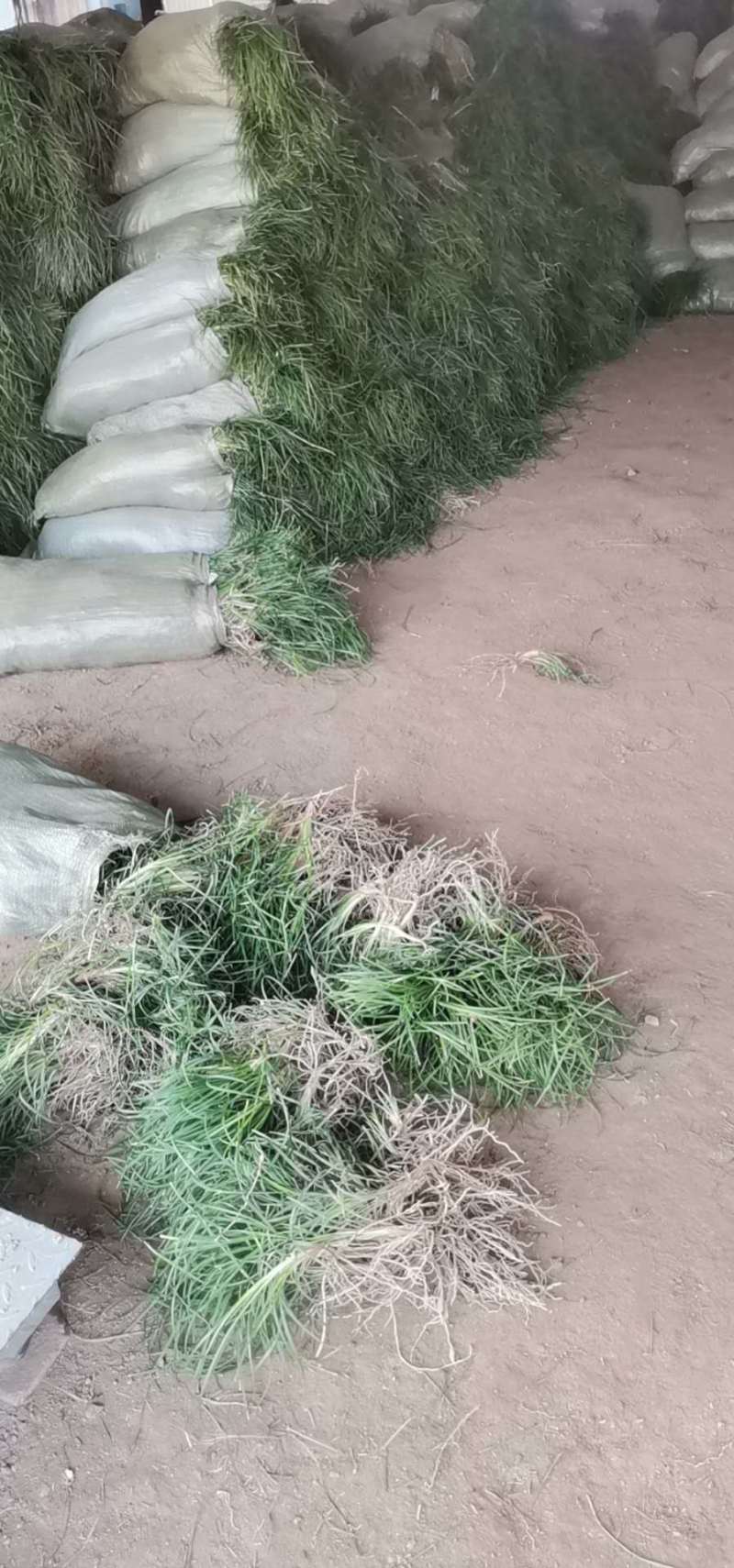 批发日本矮麦冬草，麦冬草，穴盘矮麦冬草