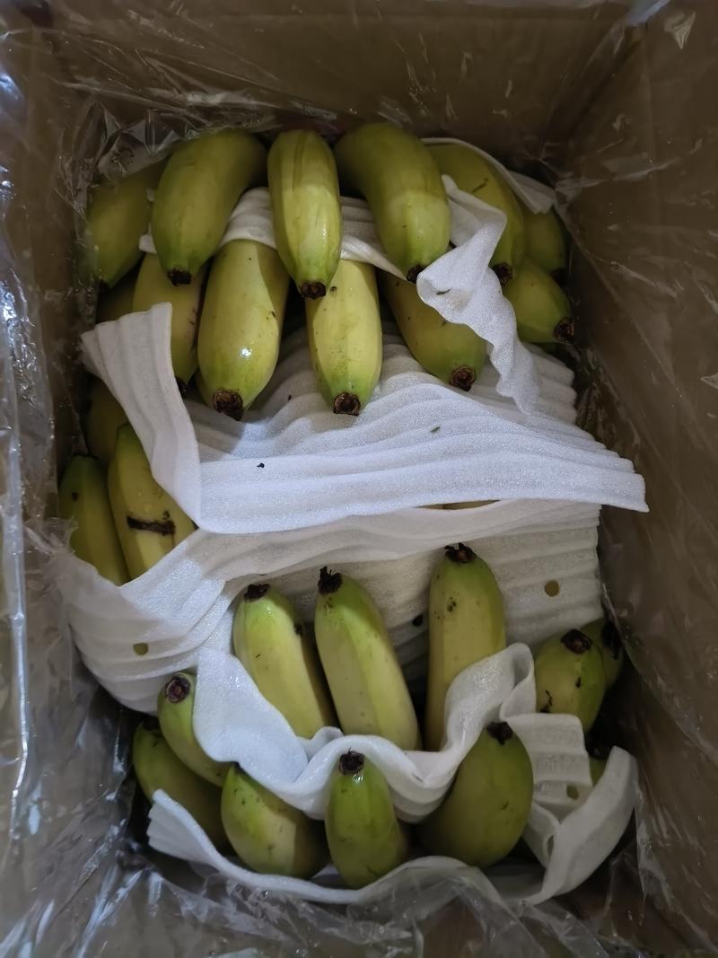 香蕉，18元18斤包售后视频看货！高中抵挡有货