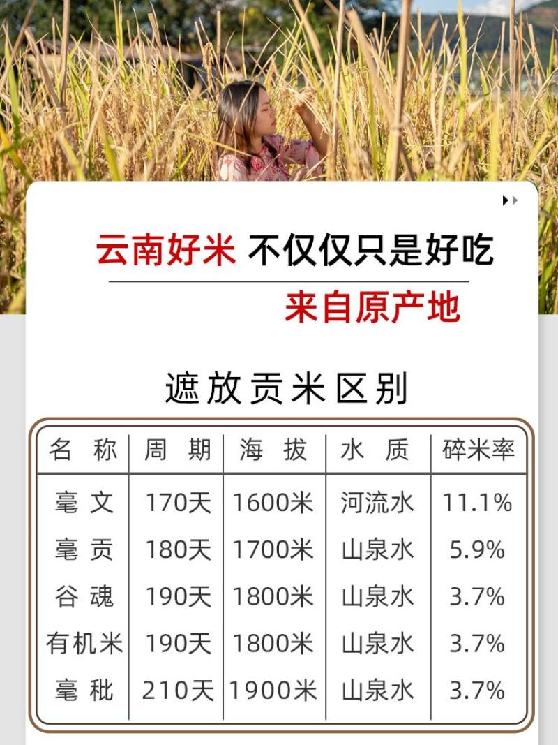 2024新米遮放贡米10斤云南特产德宏香米毫贡