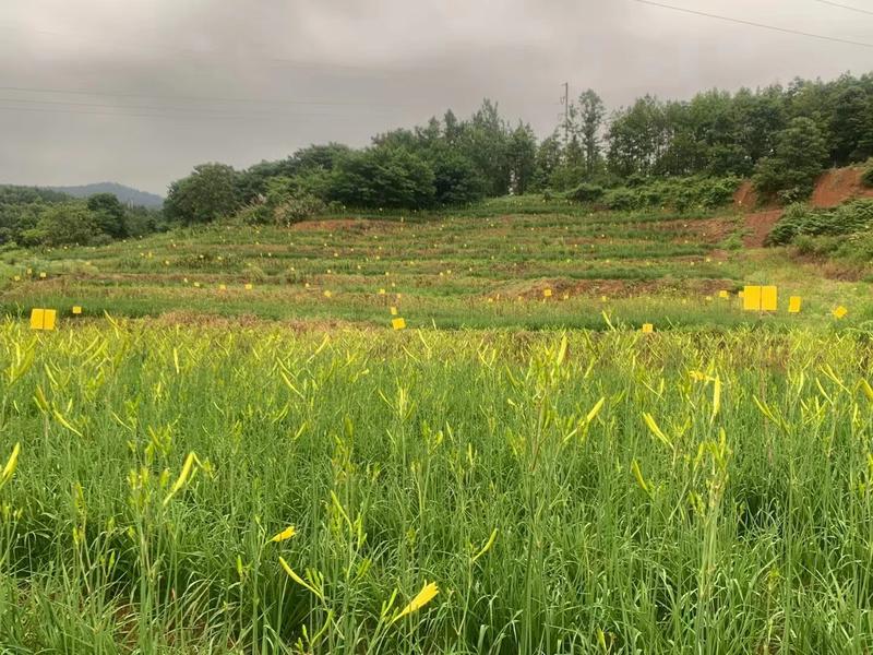 江西瑞昌市自产自销全程未使用农药、无硫可定制包装黄花菜