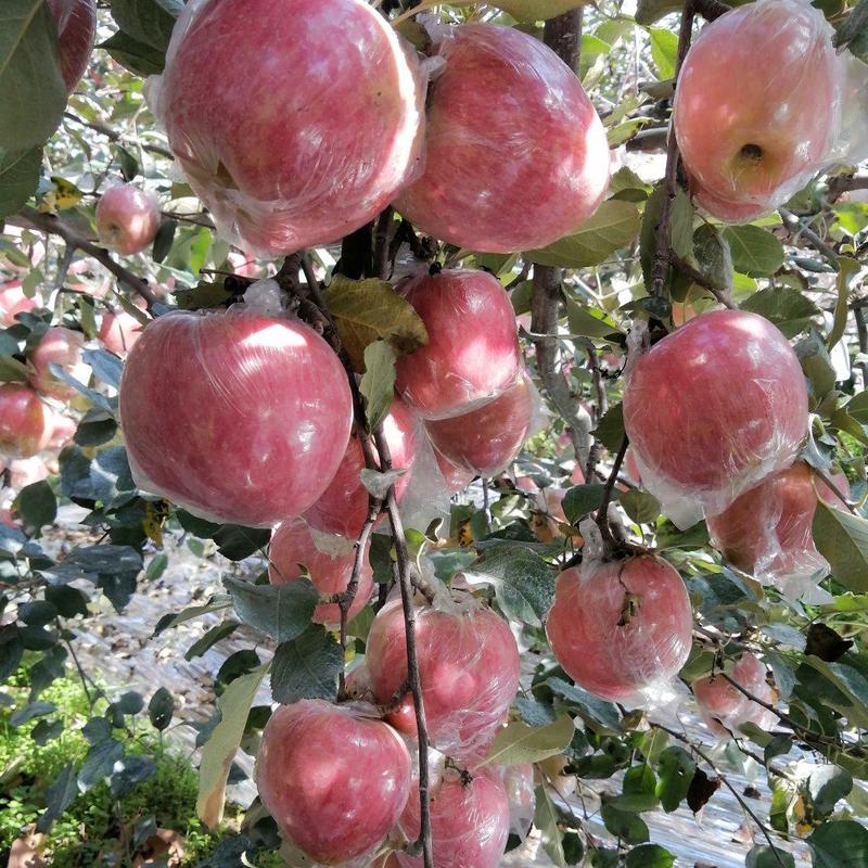 【甄选】山西精品冰糖心膜袋苹果大量供应价优欢迎致电