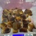 正品梅花鹿蜡片鹿茸片梅花鹿茸碎蜡片蜡片泡酒材料腊片