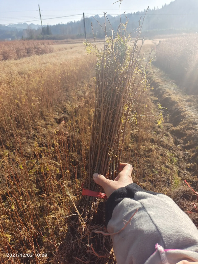 水杉苗，水杉小苗，水杉树苗，产地直发、20~150cm