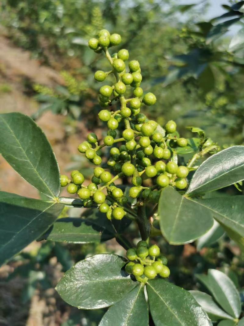 青花椒花椒大量供应重庆荣昌基地直发质量保证量大优惠