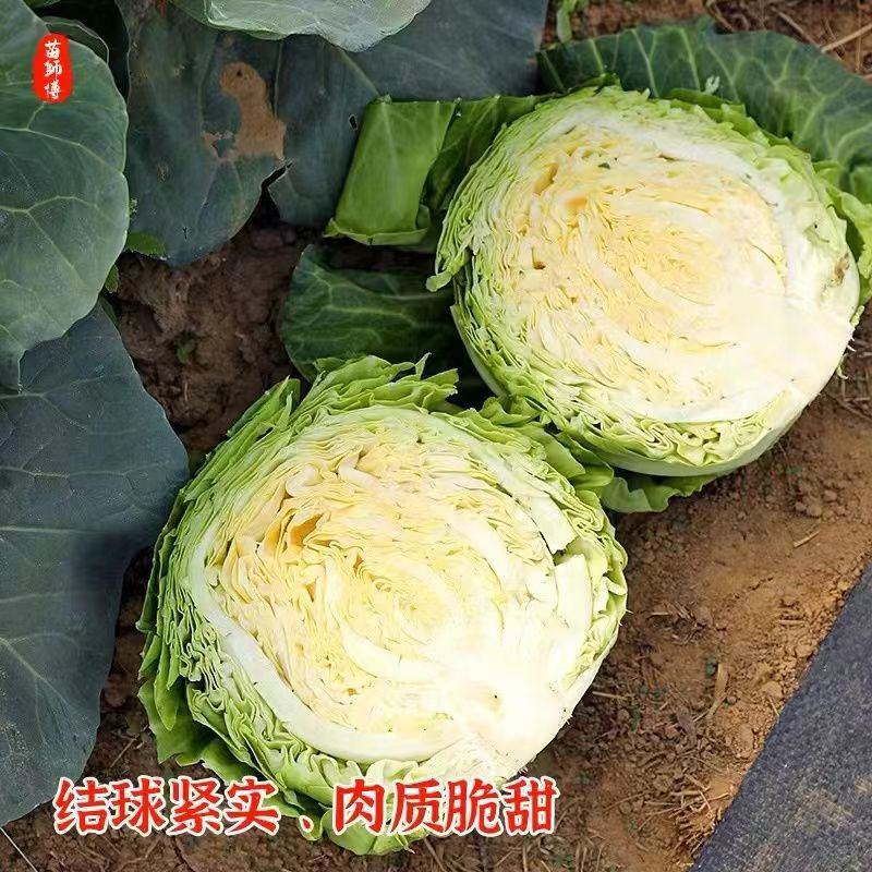 甘蓝大基地直供配套冷库场地可接出口内销商超企业食堂