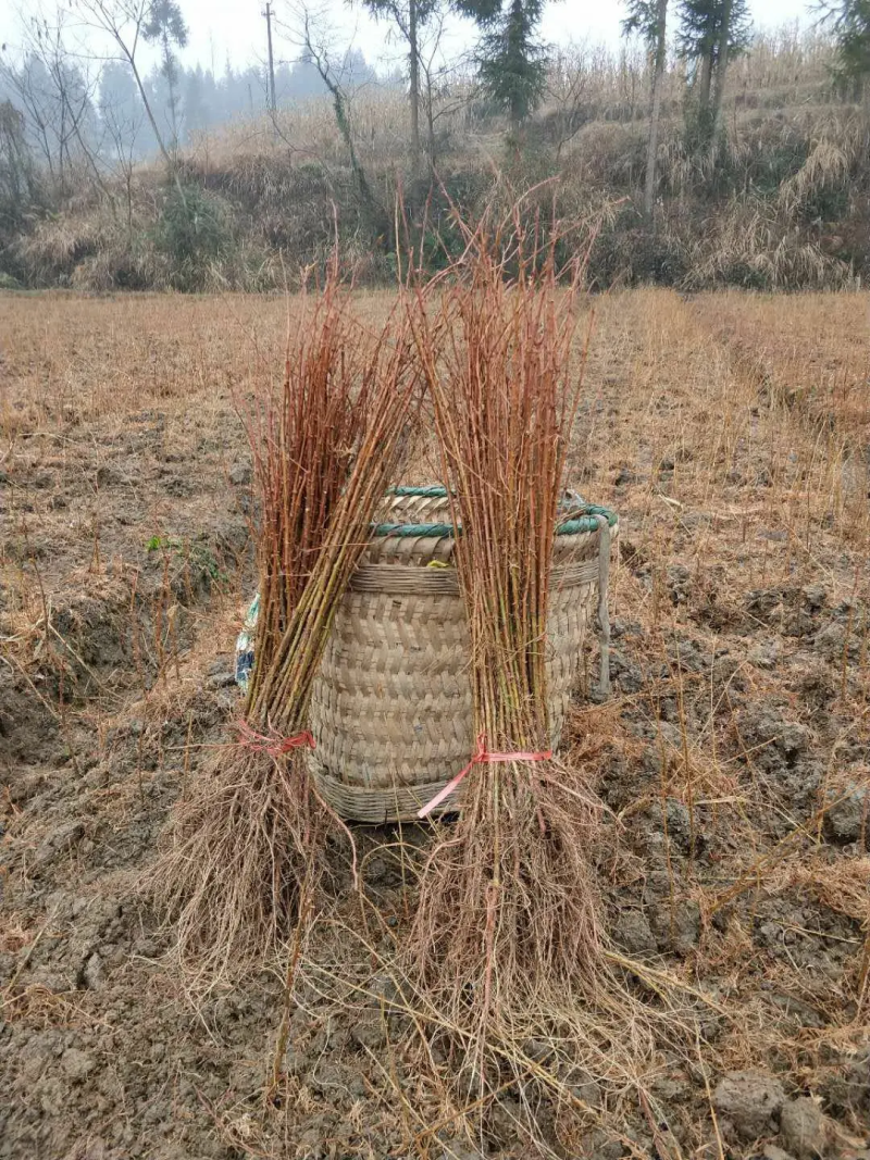 水杉苗，水杉小苗，水杉树苗，产地直发、20~150cm