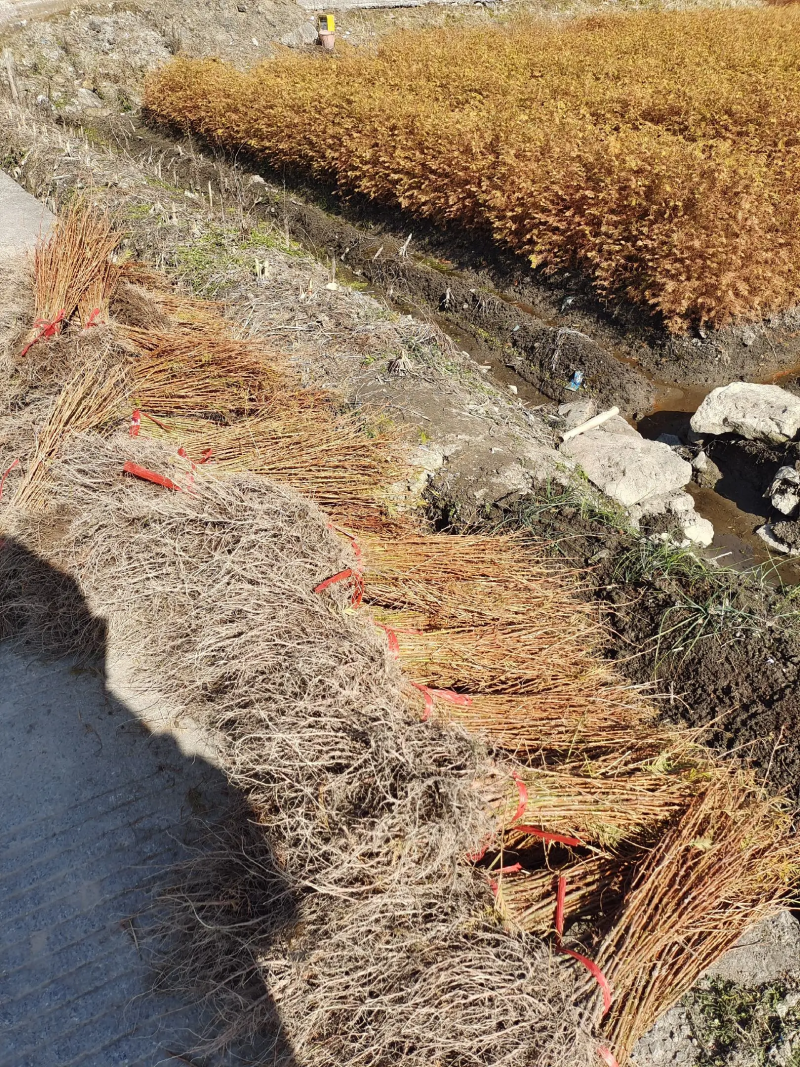 水杉苗，水杉小苗，水杉树苗，产地直发、20~150cm