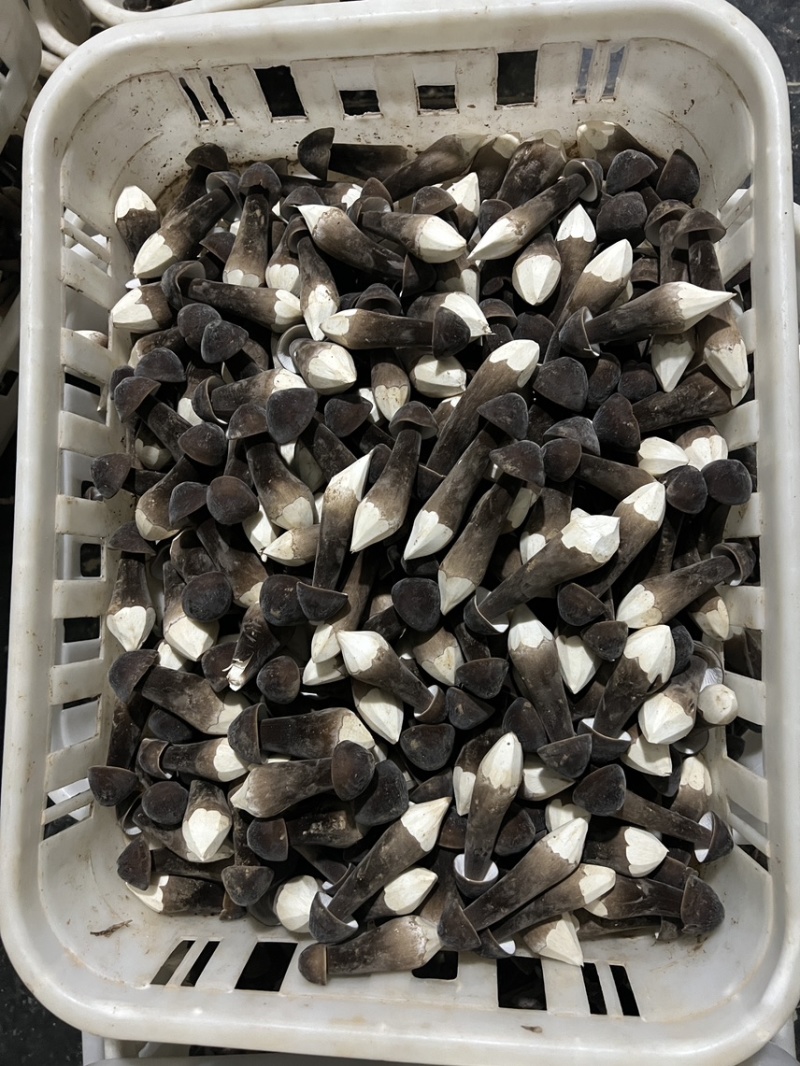 黑皮鸡枞菌基地发货