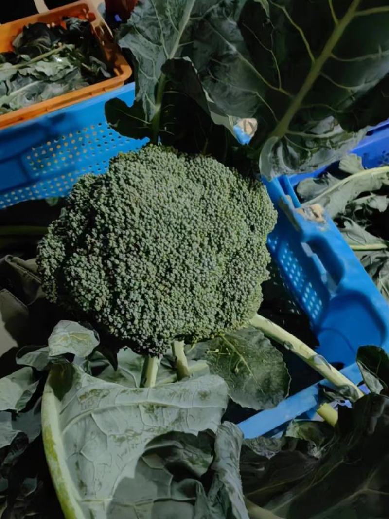 西兰花大量上市中，欢迎新老客户加单