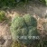 西兰花大量上市中，欢迎新老客户加单