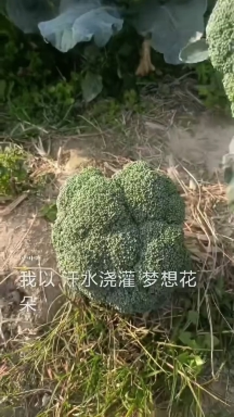 西兰花大量上市中，欢迎新老客户加单