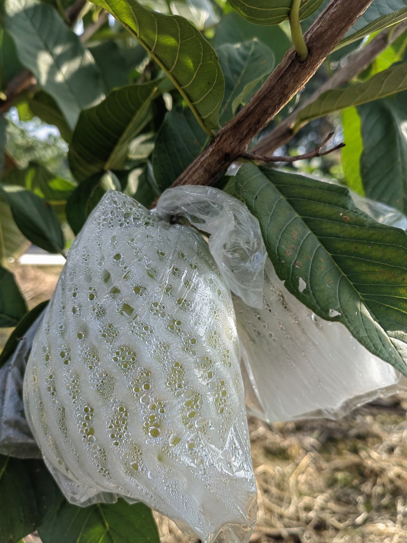 阳春红心芭乐上市产地直发一手货源品质保证欢迎来电谈