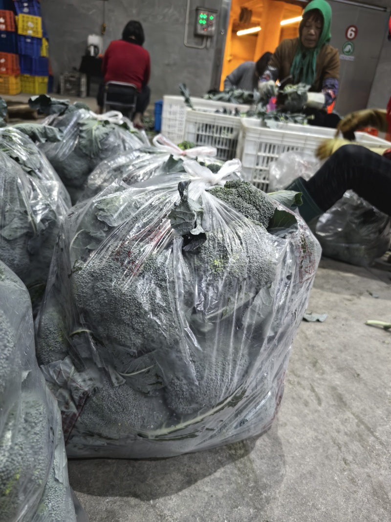 西兰花自己基地1000亩陆续上市，产地一手货源
