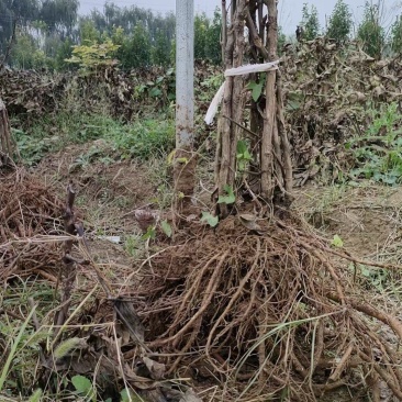 花卉牡丹五年苗大量有货，根系发达枝条粗壮